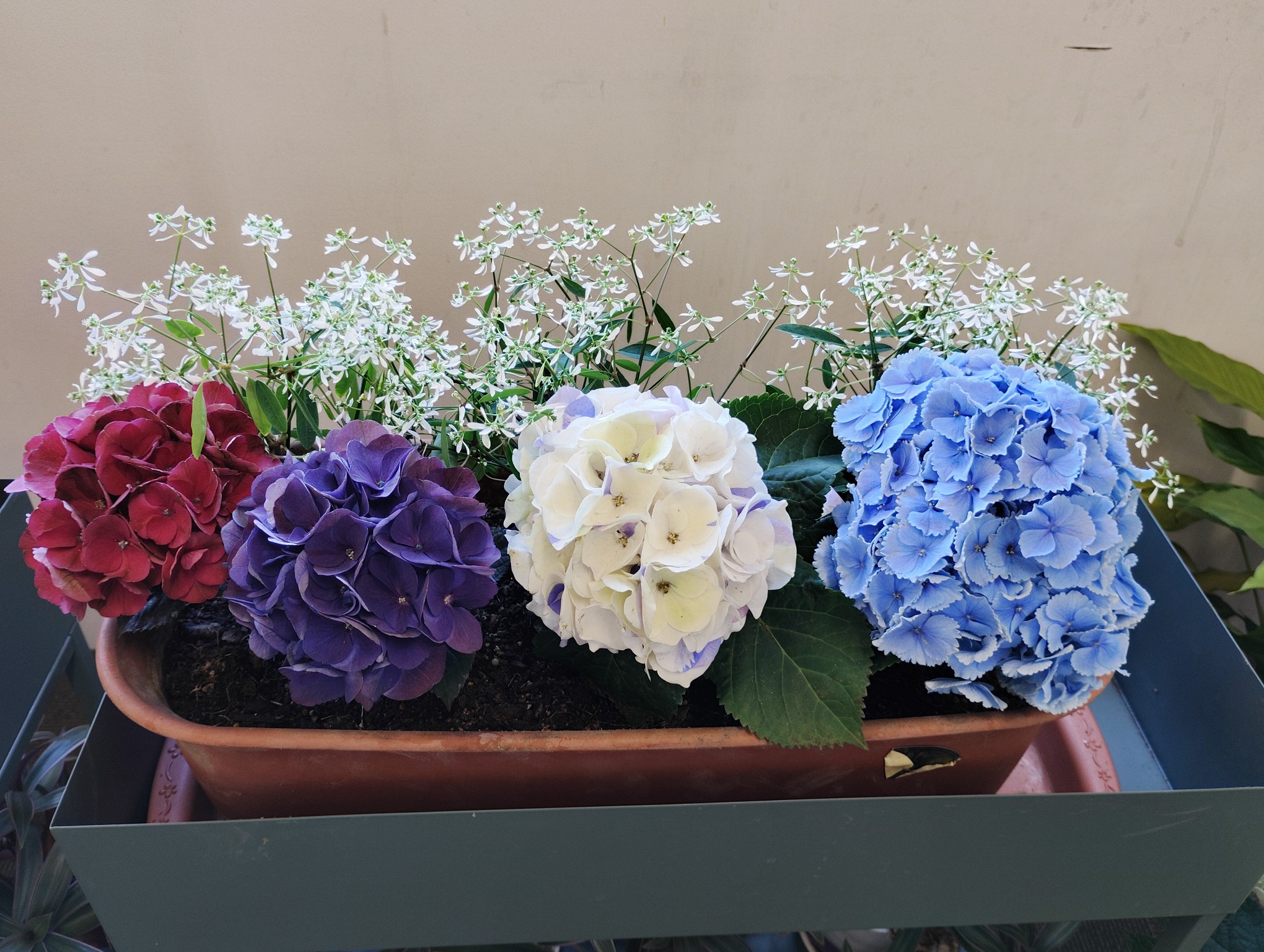 お花通信